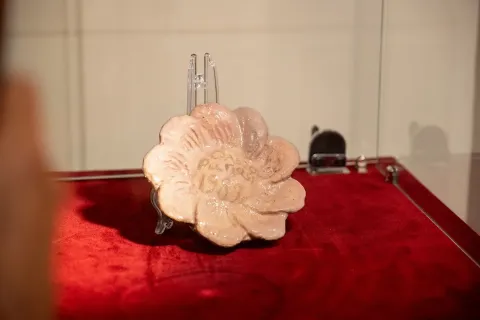 Strength of Fragility: “The Power of Roots” #1704610889